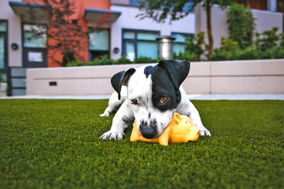 Tips to Help You Puppy Proof Your Backyard ShadeVoila